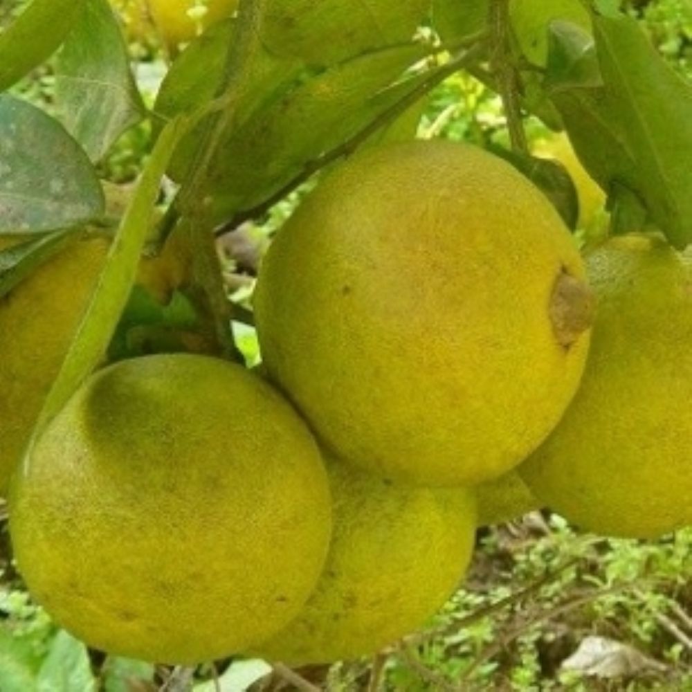 Laranja Champangne.jpg